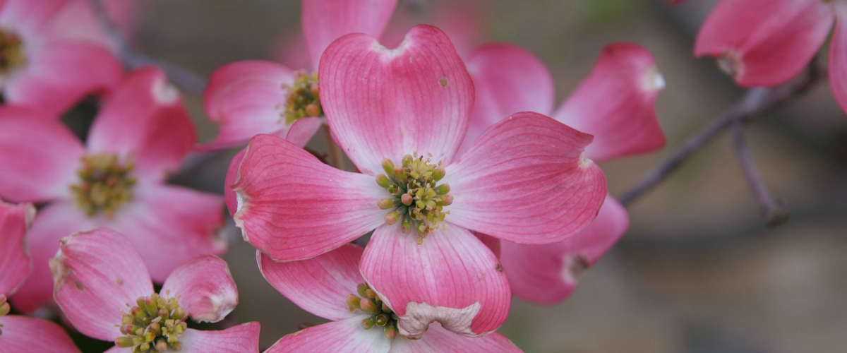 Dogwood