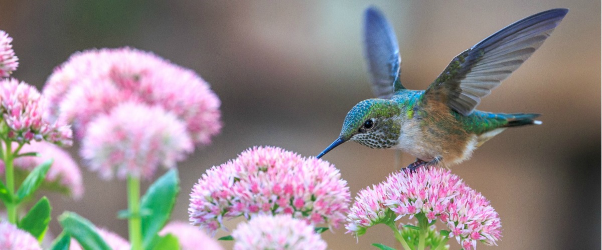 Humming birds and flower