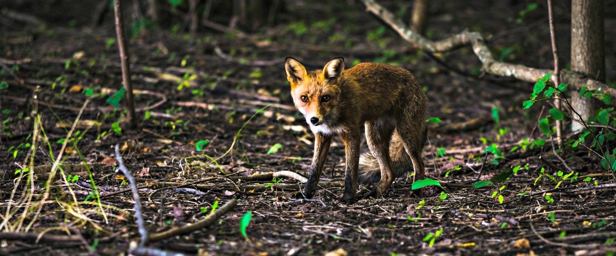 Fox in the woods