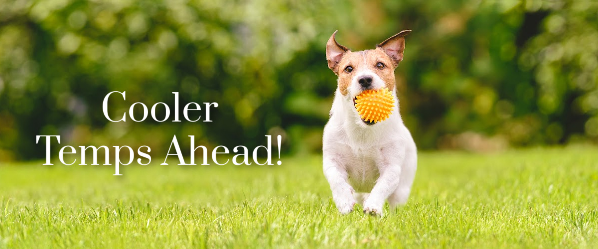 Small dog running on green grass-cooler temps ahead
