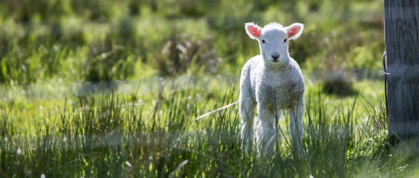 Little White Lamb on green field