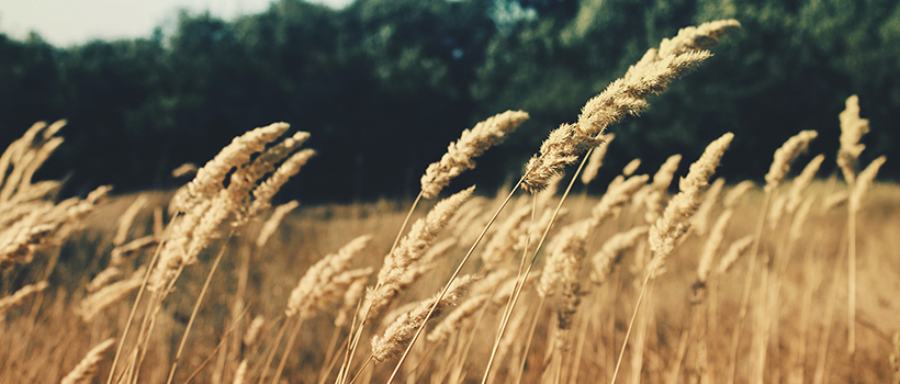 Wheat blowing in the wind